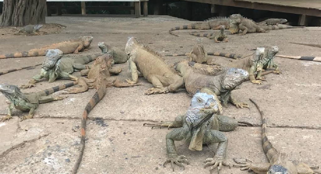 Les iguanes au Arch’s Iguana Farm Honduras