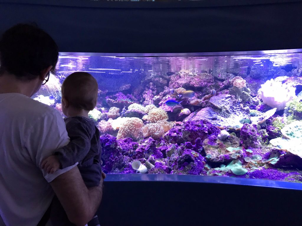 Sea Life Aquarium
