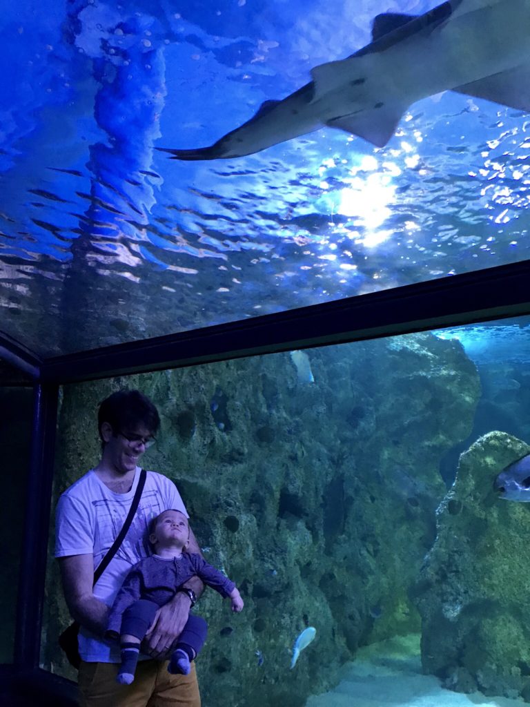Sea Life Aquarium
